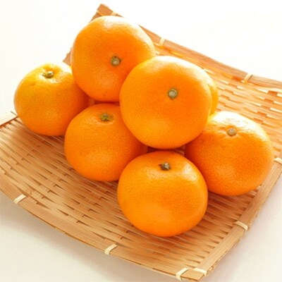 【みかんの本場和歌山有田】美味!濃厚有田みかん〔秀品・Lサイズ〕約10kg【湯浅町】
