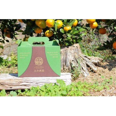 ＜先行受付＞主井農園の国産バレンシアオレンジご家庭用約2.5kg
