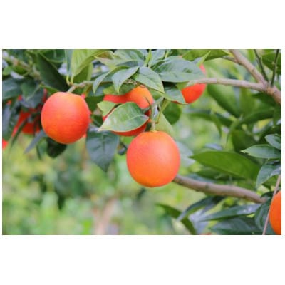 国産ブラッドオレンジ2.5kg