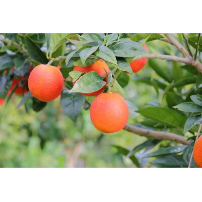 国産ブラッドオレンジご家庭用2.5kg