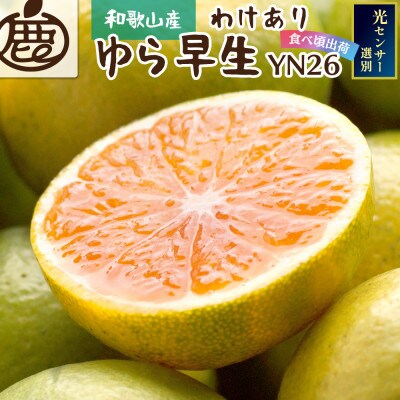 ＜2024年9月より発送＞家庭用 極早生有田みかん4.5kg+135g(傷み補償分)【訳あり】