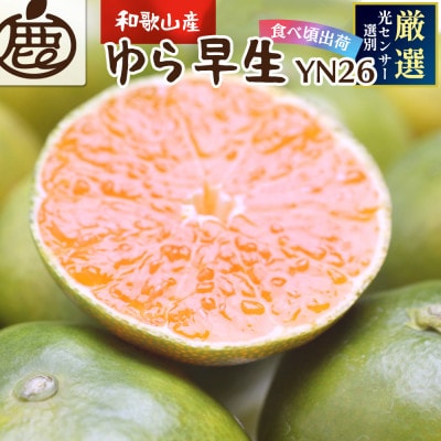 ＜2024年10月より発送＞厳選極早生有田みかん5kg+150g(傷み補償分)【YN26・ゆら早生】