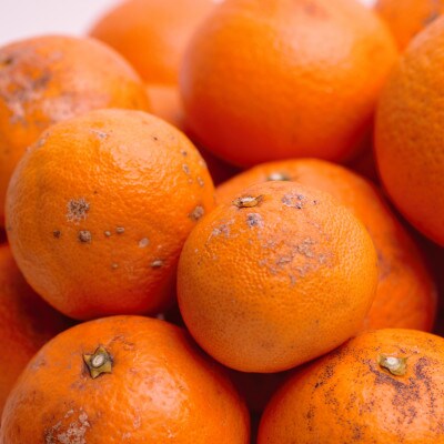 家庭用 清見2.5kg+250g(傷み補償分)【光センサー出荷】【樹上完熟きよみ】【訳あり】