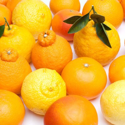 厳選 柑橘詰合せ1.2kg+36g(傷み補償分)【有田の春みかん詰め合わせ】【光センサー選別】