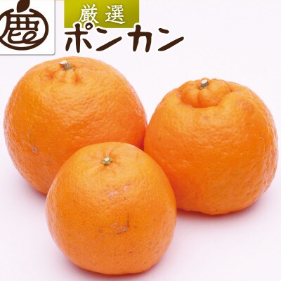 <1月より発送>厳選 ポンカン1.5kg+45g(傷み補償分)【光センサー選別】