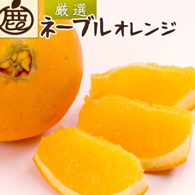 ＜2月より発送＞厳選 ネーブルオレンジ2.5kg+75g(傷み補償分)【光センサー選別】