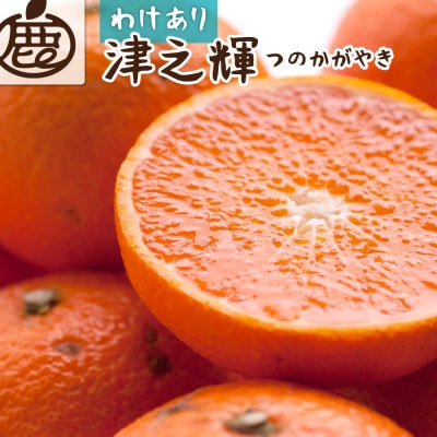 <2月より発送>家庭用 津之輝1.2kg+36g(傷み補償分)つのかがやき【光センサー選別】