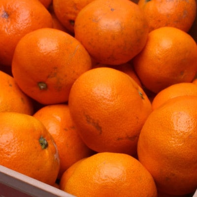 家庭用 熟成有田みかん1kg+250g(傷み補償分)【光センサー選果】【訳あり】