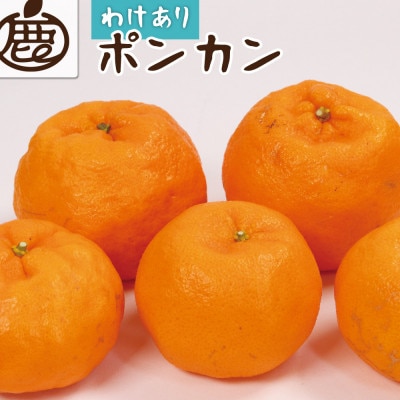 家庭用 ポンカン2.5kg+250g(傷み補償分)【訳あり】【光センサー選果】