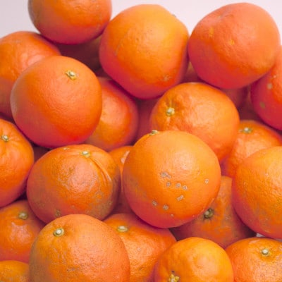 家庭用 セミノールオレンジ1kg+250g(傷み補償分)【春みかん】【訳あり】【光センサー選果】