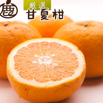 厳選 甘夏柑10kg+250g(傷み補償分)【初夏のみかん・旬の果物】【有田産】【光センサー選果】