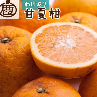 家庭用 甘夏柑1kg+250g(傷み補償分)【初夏のみかん・旬の果物】【訳あり】【光センサー選果】