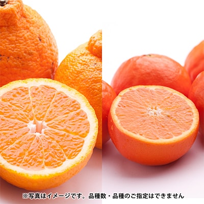 【発送月固定定期便】季節の柑橘定期便B【フルーツ定期便】【和歌山県有田】全3回