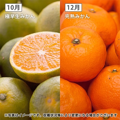 【発送月固定定期便】季節の柑橘定期便B【フルーツ定期便】【和歌山県有田】全4回