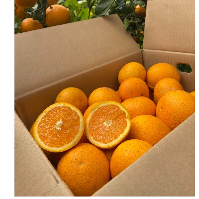マルユー園の清見オレンジ10kg(サイズ混合)