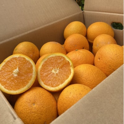 マルユー園清見オレンジ約5kg(ご家庭用サイズおまかせ)