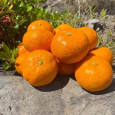 ＜先行受付＞マルユー園のこだわり完熟有田みかん約7.5kg(S～Lサイズ混合)