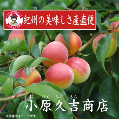 【2024年5月上旬発送】紀州南高梅はちみつ味1kgと梅ドレッシング1本