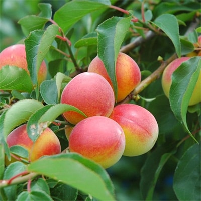 【A級品】紀州南高梅 しそ漬梅干し 1kg