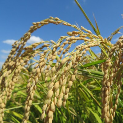 令和4年産和歌山県産キヌヒカリ10kg 農家直送(精米)