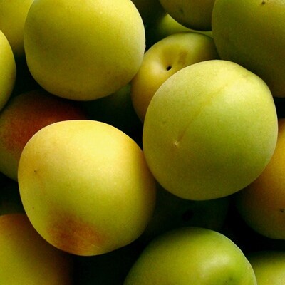 6月発送 厳選紀州南高梅 青梅 3 5kg 梅干し 梅酒 梅ジュース用 お礼品詳細 ふるさと納税なら さとふる