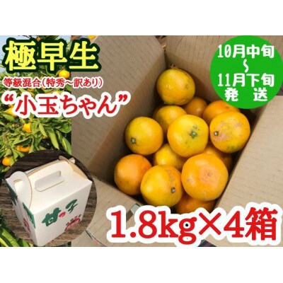 【極早生・有田みかん】小玉ちゃん/等級混合・1.8kg×4箱　和歌山県有田川町産/南泰園直送