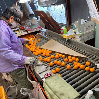年内発送 完熟早生 有田みかん 特秀 S または SS 5kg 和歌山県 有田川町産