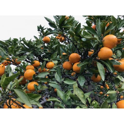 年内発送 完熟早生 有田みかん 化粧箱 特秀 L サイズ 32玉入 和歌山県 有田川町産