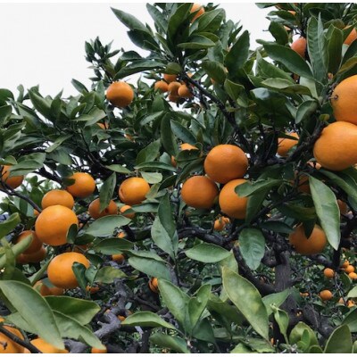 年内発送 完熟早生 有田みかん 化粧小箱 特秀 S サイズ 28玉入 和歌山県 有田川町産