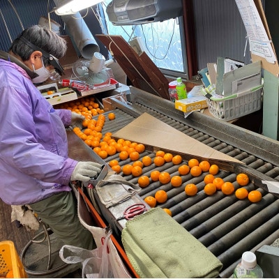 年内発送 完熟早生 有田みかん 化粧小箱 特秀 小玉 SS サイズ 30玉入 和歌山県 有田川町産