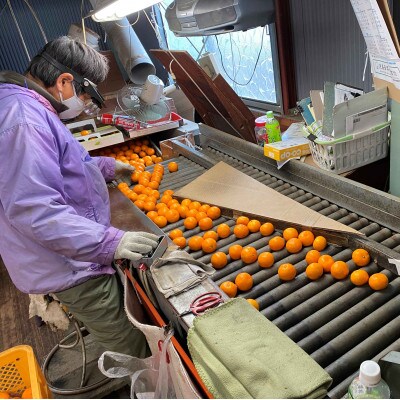 年内発送 完熟早生 有田みかん 特秀 M～SS 3kg 和歌山県 有田川町産