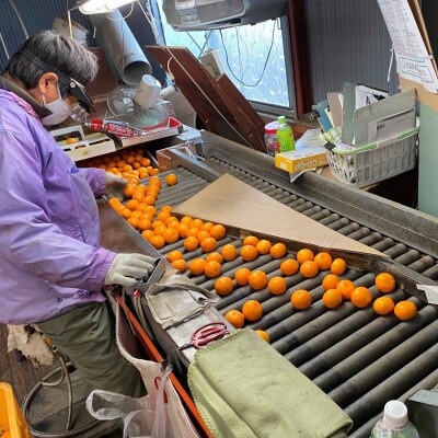 年内発送 ちょっと傷あり 完熟早生 有田みかん M～SS 2kg × 2箱 和歌山県 有田川町産