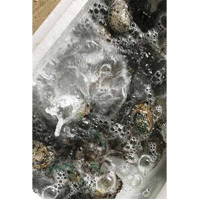 やわコリ食感紀州活アワビ 【12個入】