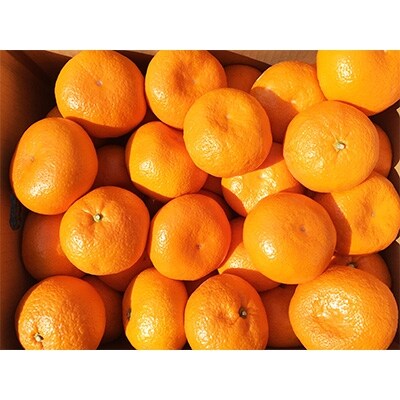 和歌山有田産大玉みかん約14kg 3Lサイズ
