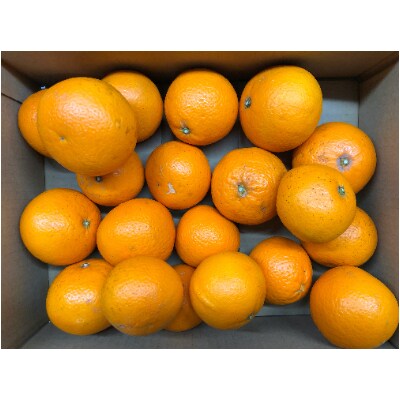 ＜先行受付＞2024年発送　和歌山有田産清見(きよみ)約4kg サイズ混合 ご家庭用