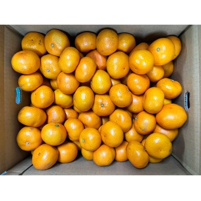 先行受付【ご家庭用】和歌山有田みかん約5kg(2L、3Lサイズいずれか)【湯浅町】