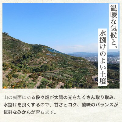 【濃厚完熟】有田みかん 5kg+傷み保証130g ご家庭用 訳あり