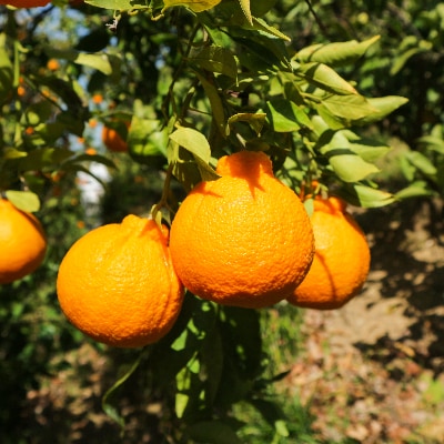 【熟成の味】有田の完熟不知火 5kg ご家庭用