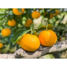 【甘～い八朔!】さつきはっさく 大玉5kg ご家庭用