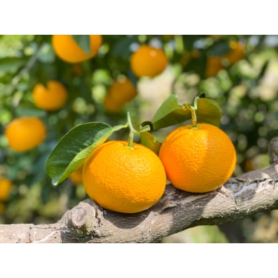 【甘～い八朔!】さつきはっさく 大玉5kg ご家庭用