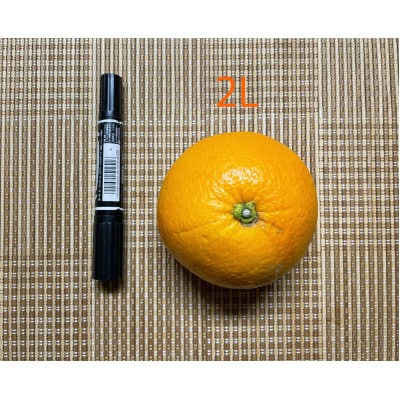 【甘～い八朔!】さつきはっさく 大玉5kg ご家庭用