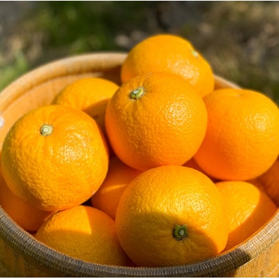 【甘～い八朔!】さつきはっさく 10kg S～L混合 ご家庭用