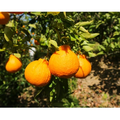 【蜜のような甘み】有田の完熟不知火 3kg ご家庭用　サイズ混合