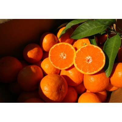 ＜先行受付＞【 味特選 】平均糖度12度以上!濃厚完熟有田みかん 3kg ご家庭用