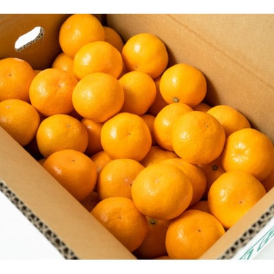 <先行受付>こだわりの有田みかん 3kg(サイズおまかせ)