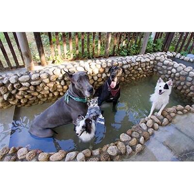 パートナーズハウスゆあさ ランチ付き・日帰り利用券(1名様+1頭)