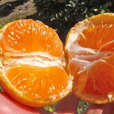 先行受付【ご家庭用】旨味凝縮有田みかん5kg(SS、Sサイズいずれか)【湯浅町】