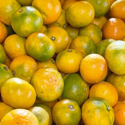 先行受付【ご家庭用 極早生】有田産ゆら早生みかん約10kg(SS、S、M、L、2Lサイズ)【湯浅町】