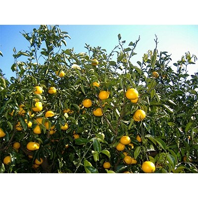 和歌山由良町産さつきはっさく　10kg  (Lまたは2Lサイズ)