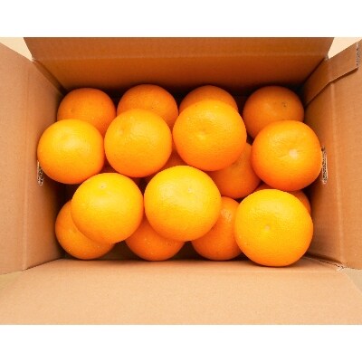 和歌山由良町産はっさく　秀品　約5kg  (Lまたは2Lいずれかお届け)
